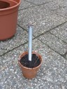 Zinc Pole is set in a clay pot